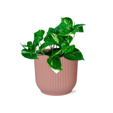 Epipremnum Pinnatum ‘Aureum’ im ELHO Vibes Fold Rosa - Ø14cm - 20cm - Zimmerp