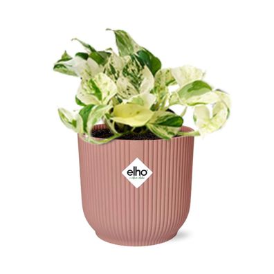 Epipremnum Pinnatum Happy Leaf in ELHO Vibes Fold rosa - Ø14cm - 20cm - Zimmerpfl