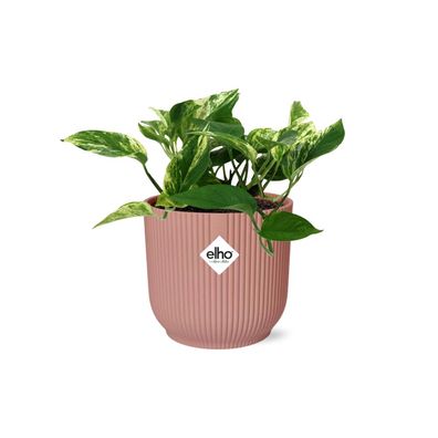 Scindapsus (Epipremnum) Marble Queen im ELHO Vibes Fold Rosa - Ø14cm - 25cm - Zim