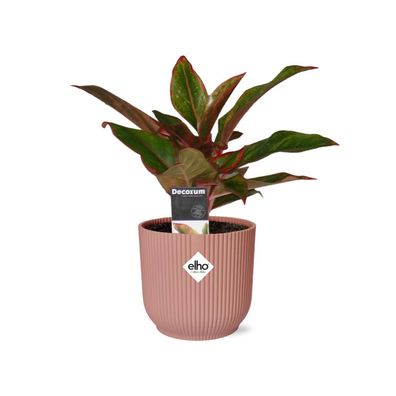 Aglaonema Crete im ELHO Vibes Fold Rosa - Ø14cm - 50cm - Zimmerpflanze - Immergrün