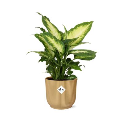 Dieffenbachia ‘Camilla’ im ELHO Vibes Fold Gelb - Ø14cm - 25-35cm - Zimmerpfl