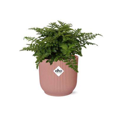 Asplenium Parvati in ELHO Vibes Fold rosa - Ø14cm - 25cm - Zimmerpflanze - Immerg