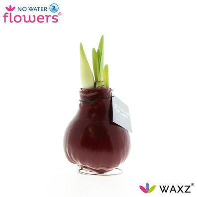 No Water Flowers Waxz Bordeaux - Ø7cm - 15cm - Zimmerpflanze - Immergrün