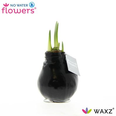 No Water Flowers Waxz Black - Ø7cm - 15cm - Zimmerpflanze - Immergrün