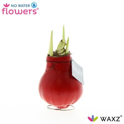 No Water Flowers Waxz Red - Ø7cm - 15cm - Zimmerpflanze - Immergrün