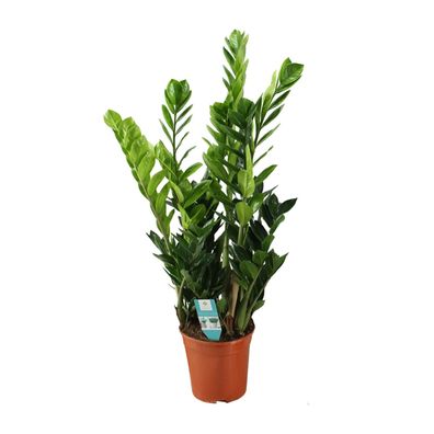 Zamioculcas - Ø21cm - 100cm - Zimmerpflanze - Immergrün