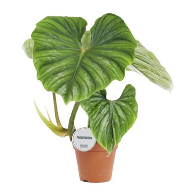 Philodendron Plowmanii - Ø15cm - 50cm - Zimmerpflanze - Immergrün