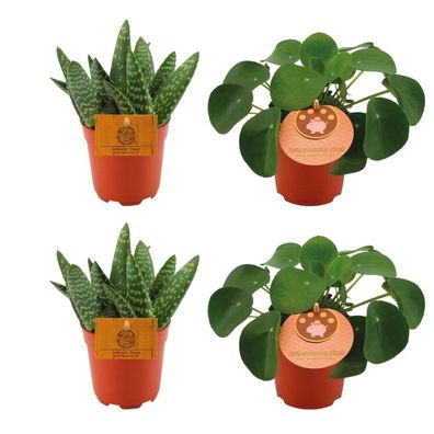 2x Aloe Paradisicum + 2x Pilea Peperomoides - Ø10,5cm - 10cm - Zimmerpflanze - Im