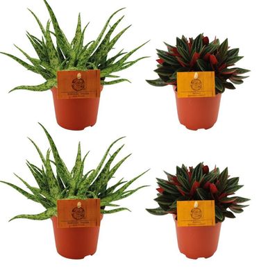 2x Aloe Spider + 2x Peperomia Rosso - Ø10,5cm - 10cm - Zimmerpflanze - Immergrün