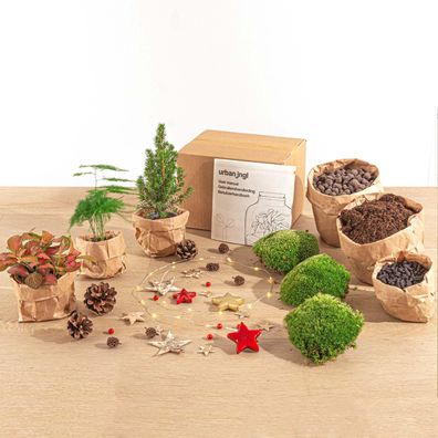 Planten terrarium pakket - Mini-kerstboom - 3 Pflanzen - Navulling & Startpakket