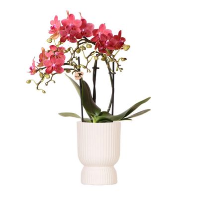 Kolibri Orchids | rosa lila Phalaenopsis Orchidee - Congo + Diabolo travertine - T