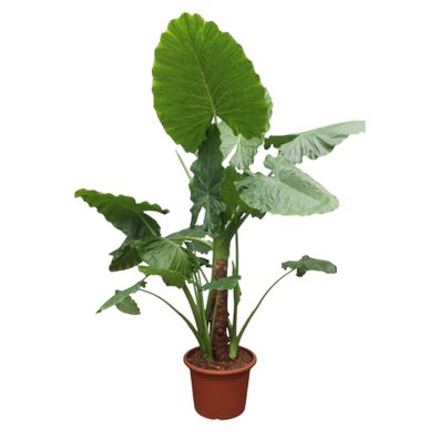 Alocasia Macrorrhiza - Ø60cm - 250cm - Zimmerpflanze - Immergrün