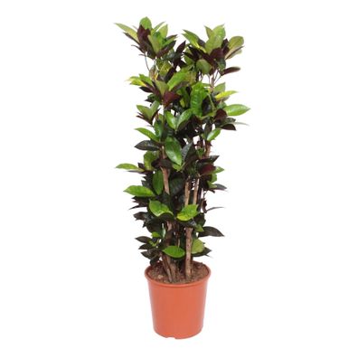 Codiaeum Iceton (Croton Iceton) - Ø30cm - 130-140cm - Zimmerpflanze - Immergrün