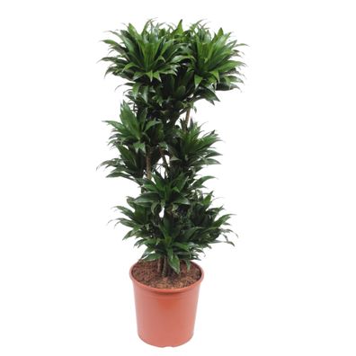 Dracaena Compacta - Ø30cm - 130-140cm - Zimmerpflanze - Immergrün