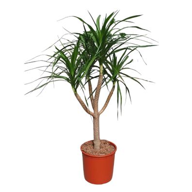 Dracaena Draco verzweigt - Ø34cm - 160cm - Zimmerpflanze - Immergrün