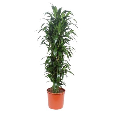 Dracaena Janet Craig - Ø34cm - 170cm - Zimmerpflanze - Immergrün