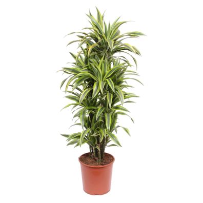 Dracaena Lemon Lime - Ø30cm - 150cm - Zimmerpflanze - Immergrün