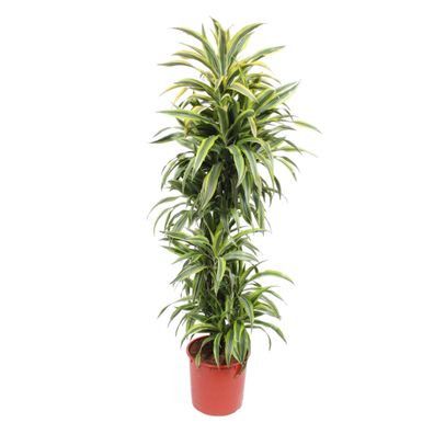 Dracaena Lemon Lime - Ø34cm - 170cm - Zimmerpflanze - Immergrün