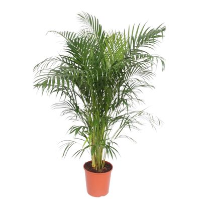 Dypsis Lutescens (Areca Palm) - Ø30cm - 160cm - Zimmerpflanze - Immergrün