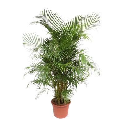 Dypsis Lutescens (Areca Palm) - Ø45cm - 240cm - Zimmerpflanze - Immergrün