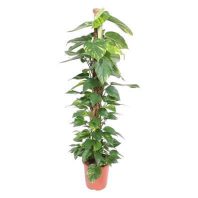 Epipremnum Aureum Moosstab - Ø27cm - 150cm - Zimmerpflanze - Immergrün