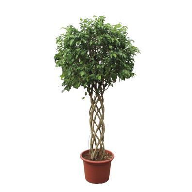 Ficus Benjamina Exotica geflochten Stamm - Ø55cm - 240-250cm - Zimmerpflanze - Im