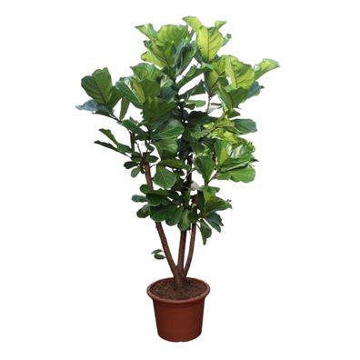 Ficus Lyrata verzweigt - Ø50cm - 240cm - Zimmerpflanze - Immergrün