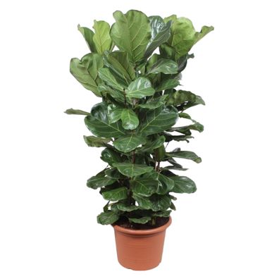 Ficus Lyrata Strauch - Ø45cm - 180cm - Zimmerpflanze - Immergrün