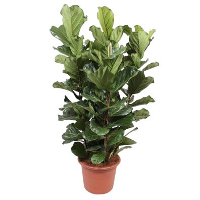 Ficus Lyrata Strauch - Ø50cm - 200cm - Zimmerpflanze - Immergrün