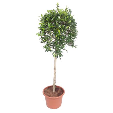 Ficus Nitida Baum - Ø40cm - 160-170cm - Zimmerpflanze - Immergrün