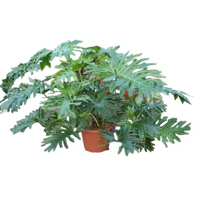 Philodendron Bipinnatifidum Cum Laude - Ø55cm - 150-160cm - Zimmerpflanze - Immer