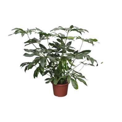 Philodendron Green Wonder XL - Ø45cm - 130-140cm - Zimmerpflanze - Immergrün