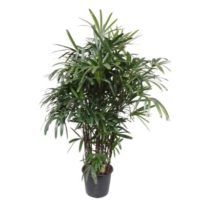 Rhapis Excelsa - Ø40cm - 180-190cm - Zimmerpflanze - Immergrün