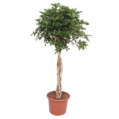 Schefflera Arboricola Compacta gevlochten stam - Ø45cm - 180cm - Zimmerpflanze