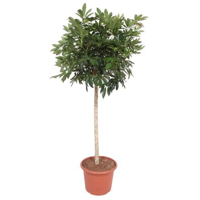 Schefflera Arboricola Compacta boom - Ø45cm - 190cm - Zimmerpflanze - Immergrün