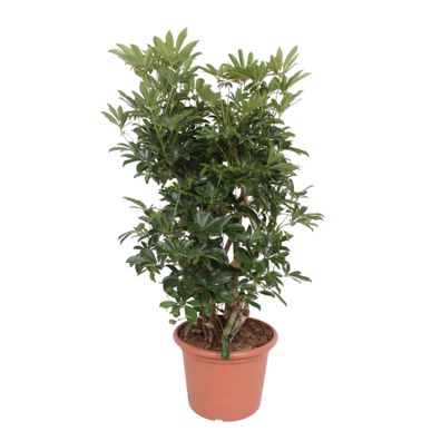 Schefflera Arboricola Compacta verzweigt - Ø40cm - 140cm - Zimmerpflanze - Immerg