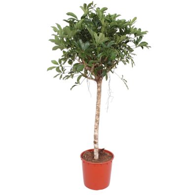 Schefflera Arboricola Compacta boom - Ø34cm - 150cm - Zimmerpflanze - Immergrün