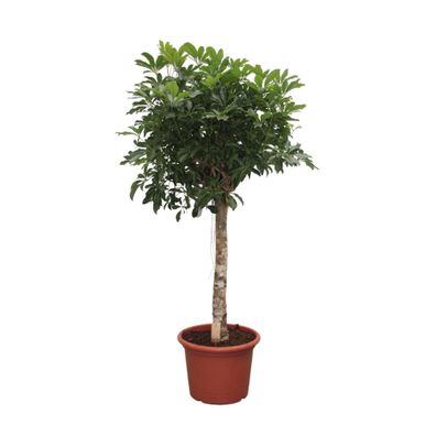 Schefflera Arboricola Compacta Baum - Ø35cm - 180cm - Zimmerpflanze - Immergrün