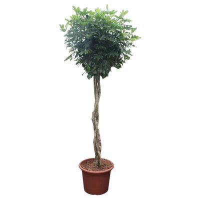 Schefflera Arboricola Compacta gevlochten stam - Ø55cm - 250cm - Zimmerpflanze