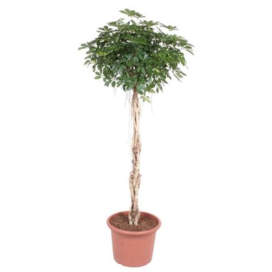 Schefflera Arboricola Compacta gevlochten stam - Ø50cm - 200cm - Zimmerpflanze