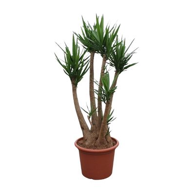 Yucca Elephantipes verzweigt - Ø60cm - 220-230cm - Zimmerpflanze - Immergrün