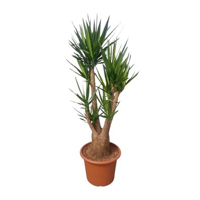 Yucca Elephantipes verzweigt - Ø55cm - 180-190cm - Zimmerpflanze - Immergrün