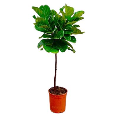 Ficus Lyrata stam - Ø24cm - 130cm - Zimmerpflanze - Immergrün