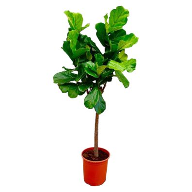 Ficus Lyrata boom - Ø30cm - 160cm - Zimmerpflanze - Immergrün