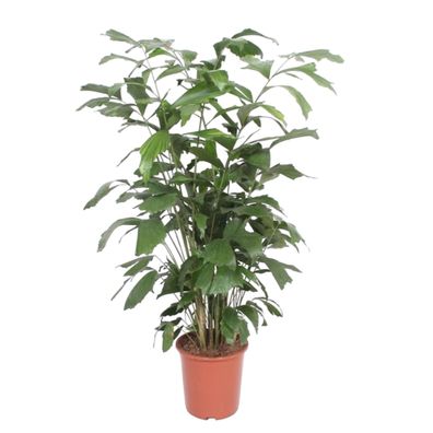 Caryota Mitis - Ø27cm - 130-140cm - Zimmerpflanze - Immergrün