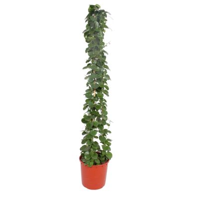 Cissus rotundifolia pyramide - Ø34cm - 170-180cm - Zimmerpflanze - Immergrün