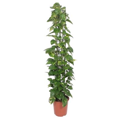 Epipremnum Aureum gaasrek - Ø27cm - 160cm - Zimmerpflanze - Immergrün