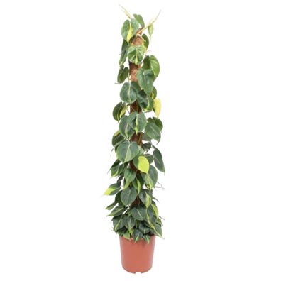 Philodendron Scandens Brasil Moosstab - Ø27cm - 150cm - Zimmerpflanze - Immergrün