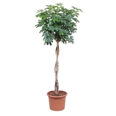 Schefflera Arboricola Compacta gevlochten stam - Ø40cm - 190cm - Zimmerpflanze