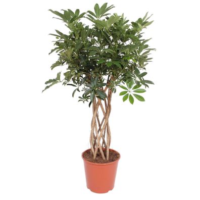 Schefflera Arboricola Compacta gevlochten stam - Ø30cm - 140cm - Zimmerpflanze